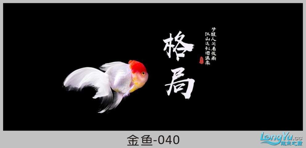 一組漂亮的金魚背景貼紙欣賞 其他益生菌 第40張