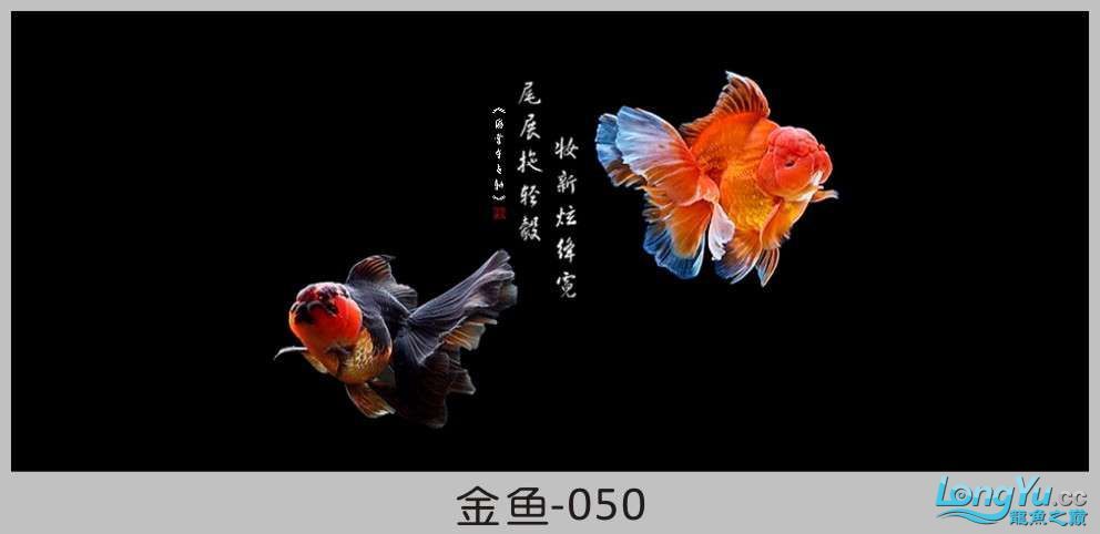 一組漂亮的金魚背景貼紙欣賞 其他益生菌 第50張