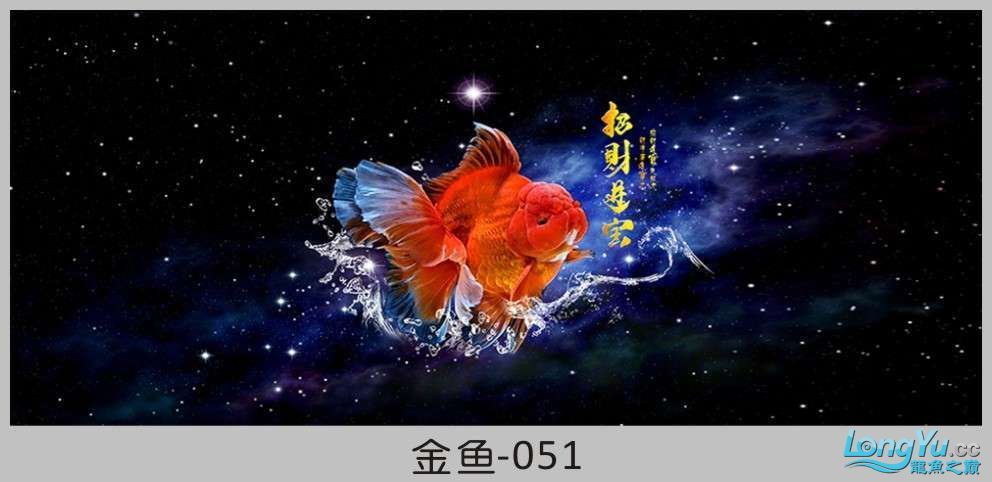 一組漂亮的金魚背景貼紙欣賞 其他益生菌 第51張