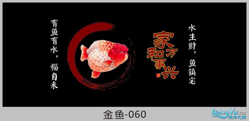 一組漂亮的金魚背景貼紙欣賞 其他益生菌 第60張