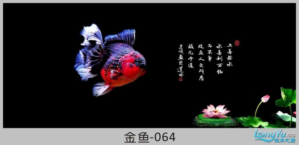 一組漂亮的金魚背景貼紙欣賞 其他益生菌 第64張