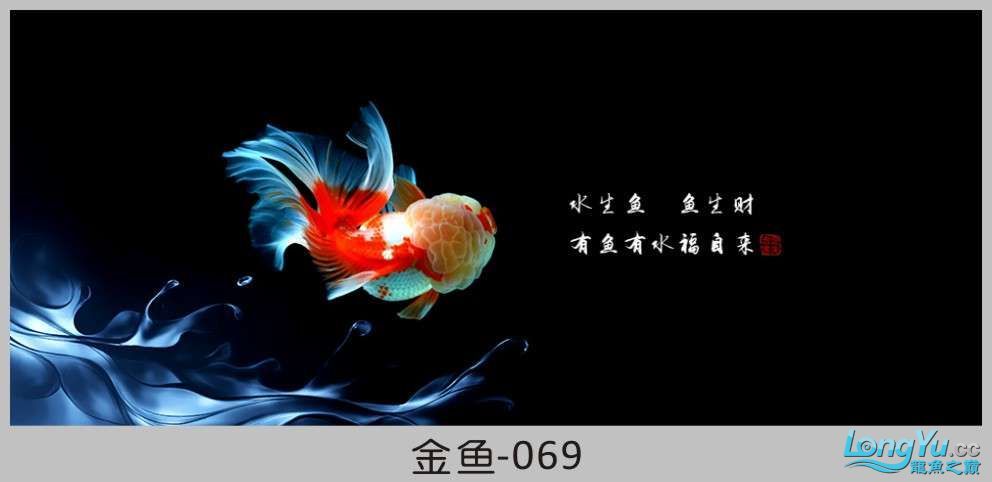 一組漂亮的金魚背景貼紙欣賞 其他益生菌 第69張