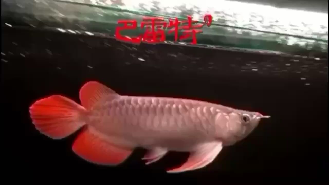 濮陽水族館4817 黑桃A魚