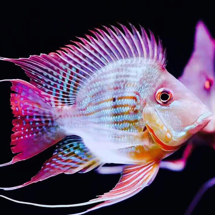 泰獅金魚