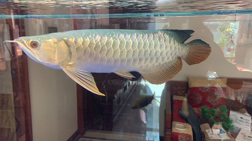 寧德水族館魚友們幫我看看這條魚35公分左右 虎魚百科 第2張