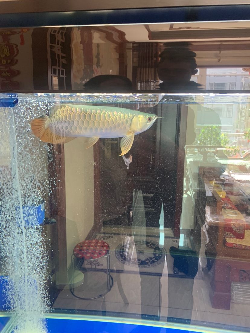 寧德水族館魚友們幫我看看這條魚35公分左右 虎魚百科 第4張