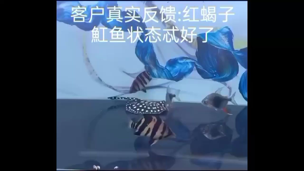 魟魚(yú)反饋兇猛如蝎?