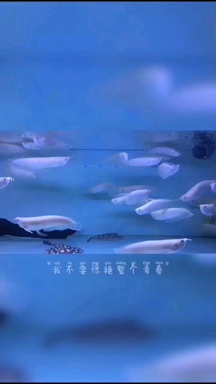 大理白族自治州水族館繼續(xù)與生命的慷慨與繁華相愛