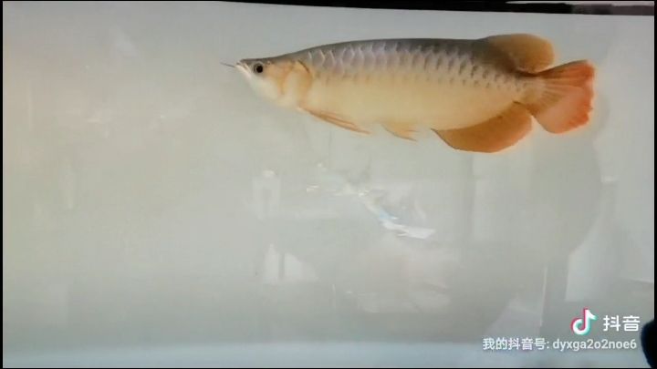 大興安嶺觀賞魚市場齊了