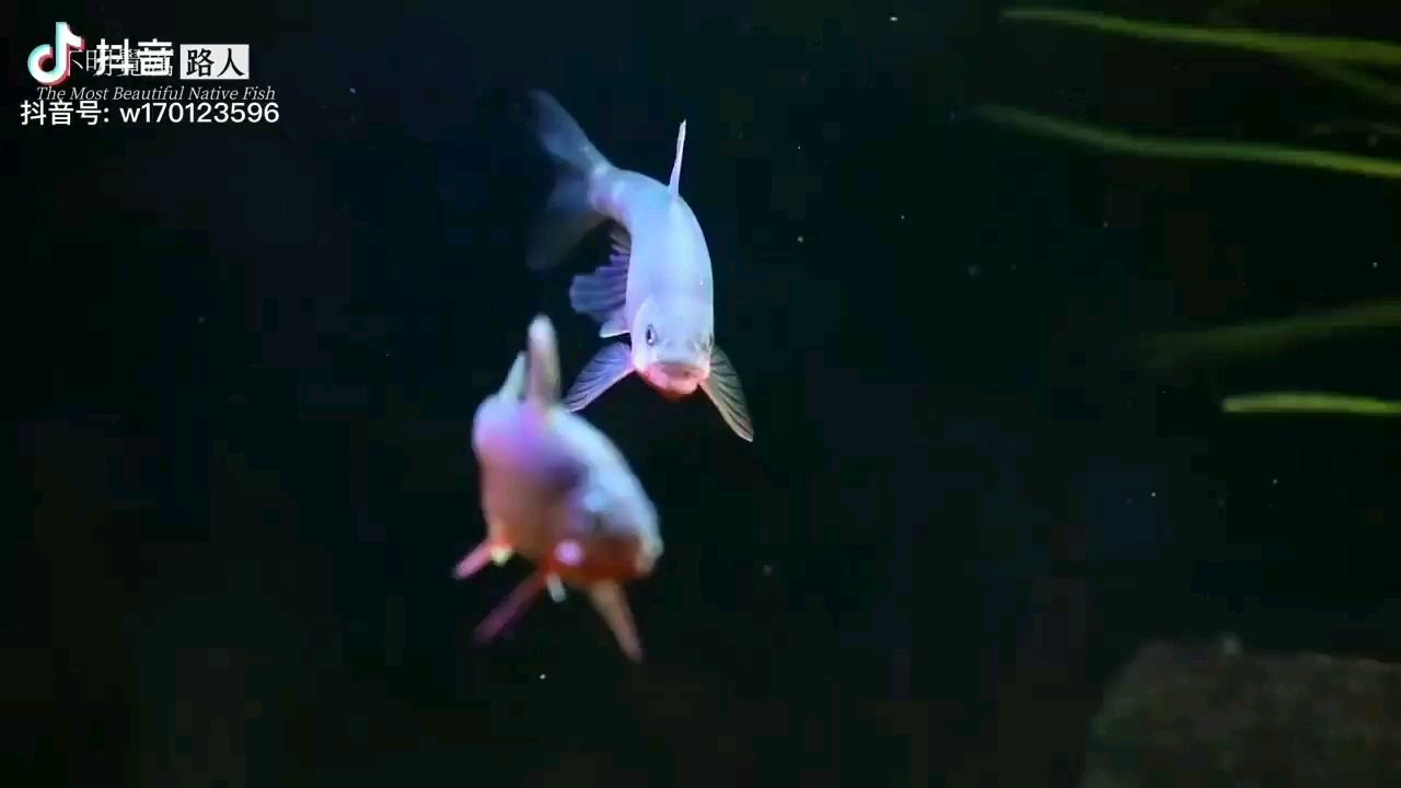 六盤水水族館原生魚的美