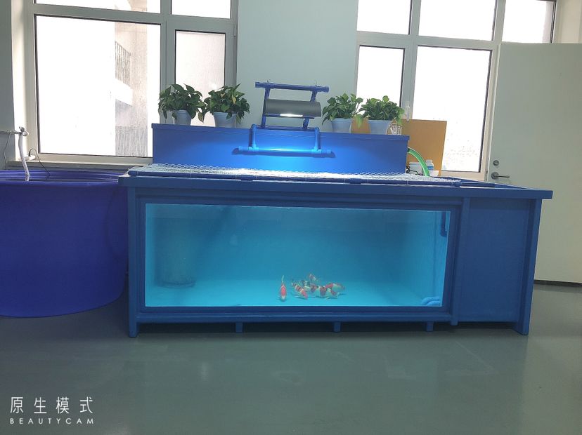 池州觀賞魚市場_艦隊 觀賞魚市場（混養(yǎng)魚） 第2張