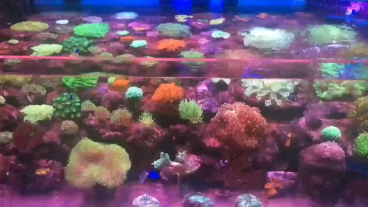 濮陽水族館珊瑚景