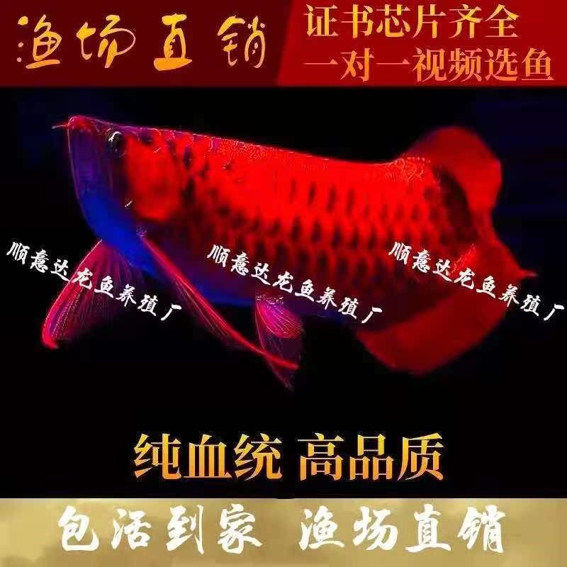 小芒果 一眉道人魚(yú)苗 第1張