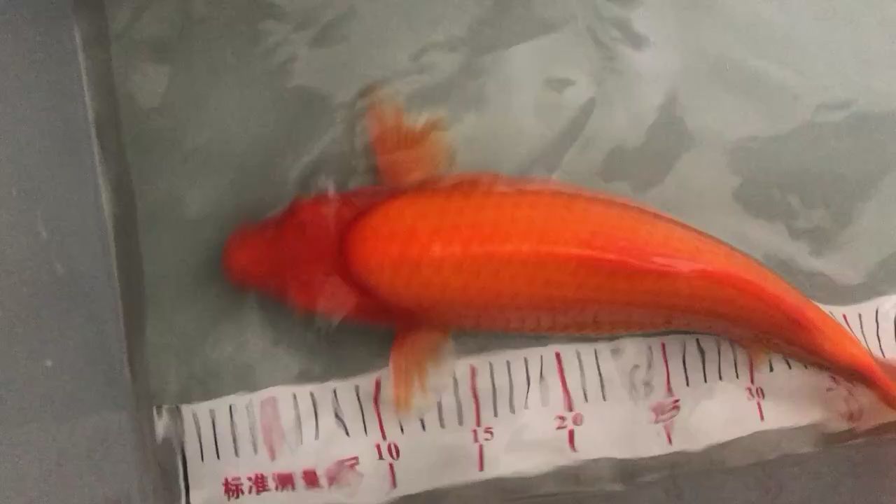 小芒果 一眉道人魚(yú)苗 第3張