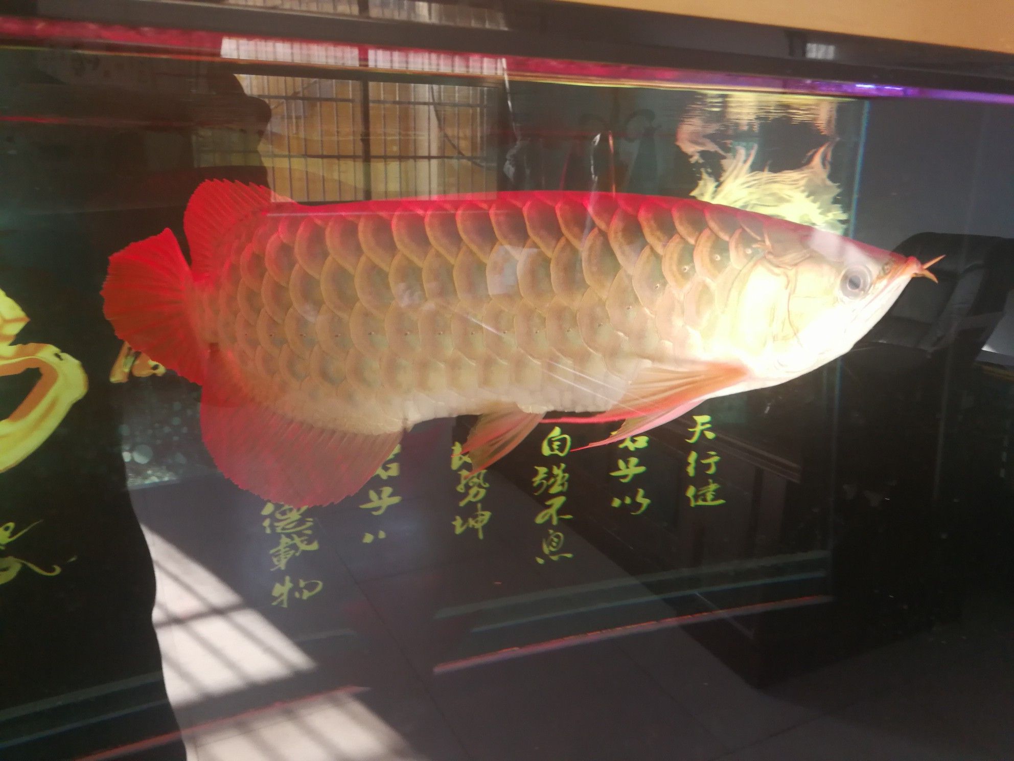 西寧觀賞魚市場我的龍三歲60厘米 觀賞魚市場（混養(yǎng)魚） 第5張