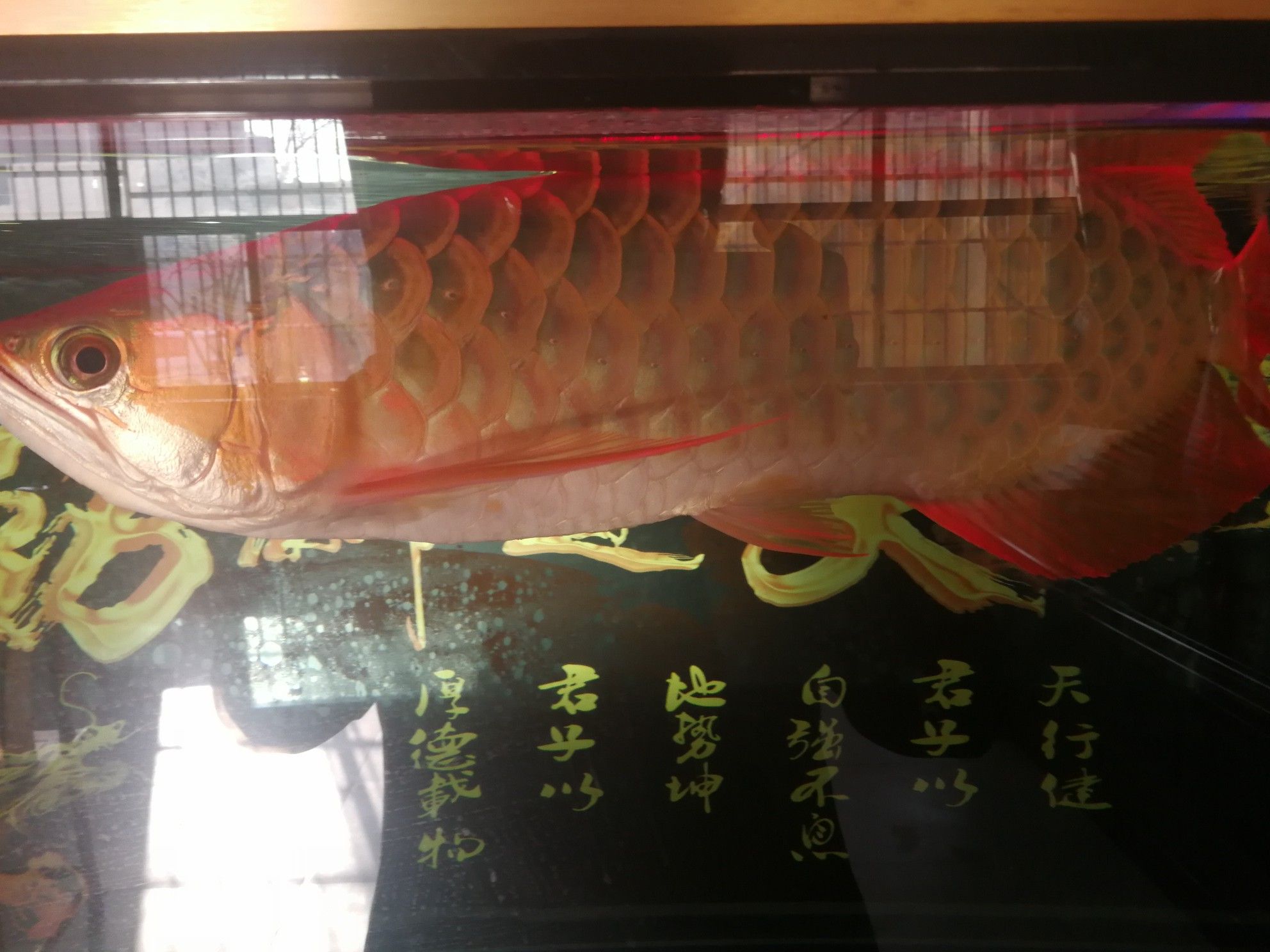 西寧觀賞魚市場我的龍三歲60厘米 觀賞魚市場（混養(yǎng)魚） 第6張