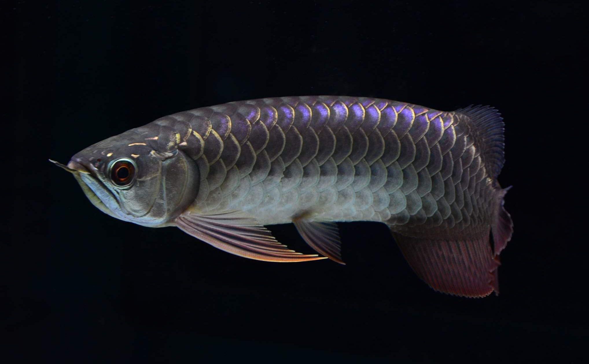 金龍魚形態(tài)特征介紹（金龍魚與紅龍魚的區(qū)別金龍魚飼養(yǎng)技巧有哪些） 龍魚百科 第4張