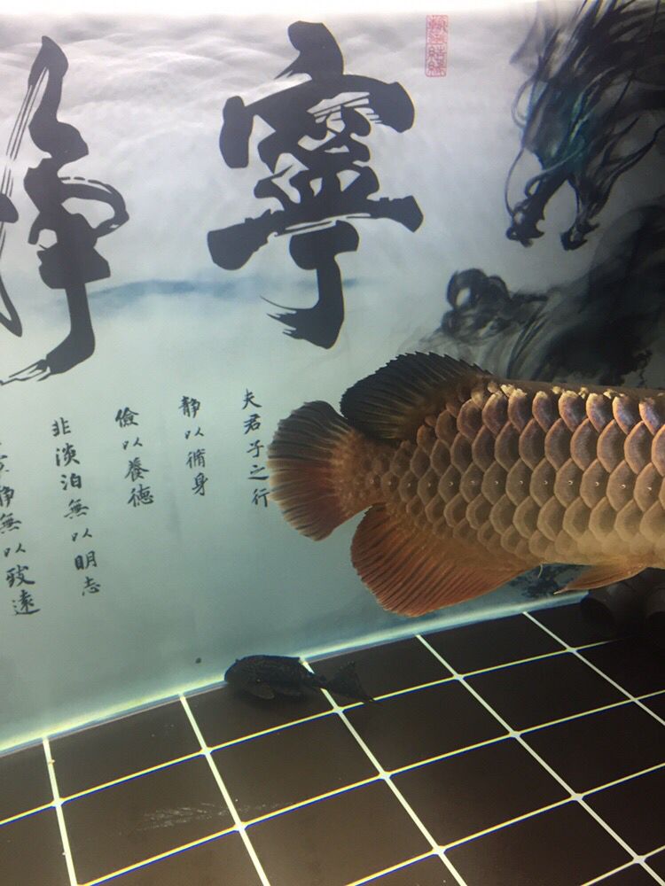 切尾手術(shù) 錦鯉魚百科 第5張