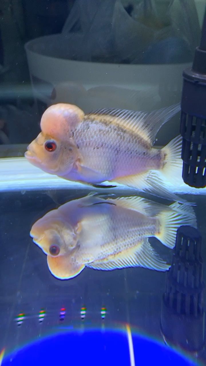 海東水族館羅漢退沙