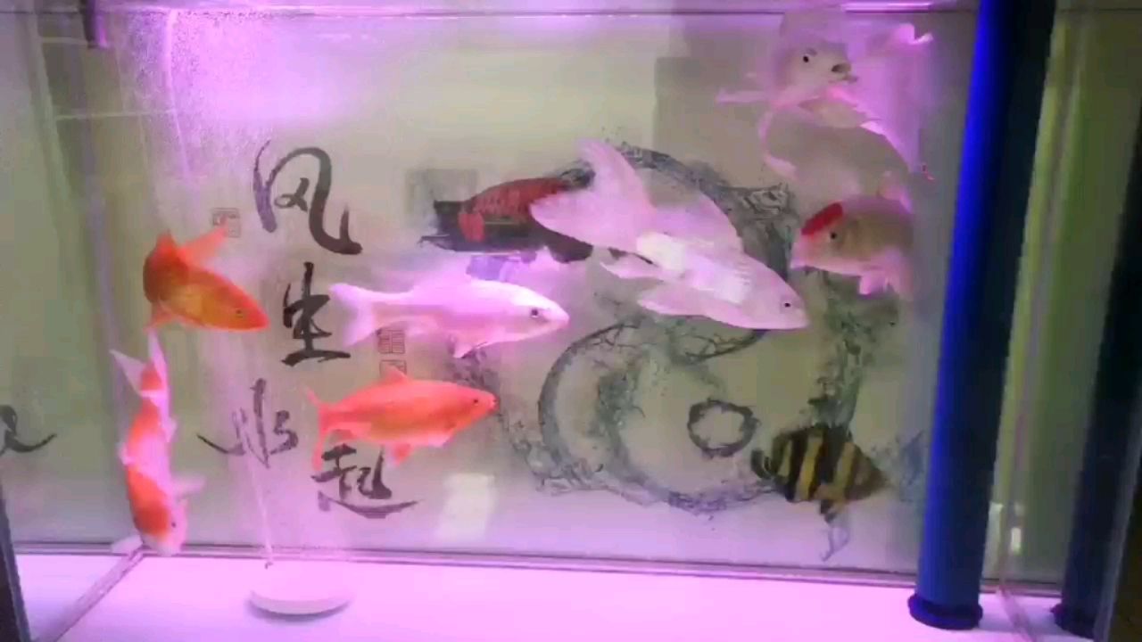 發(fā)個打卡 圖騰金龍魚