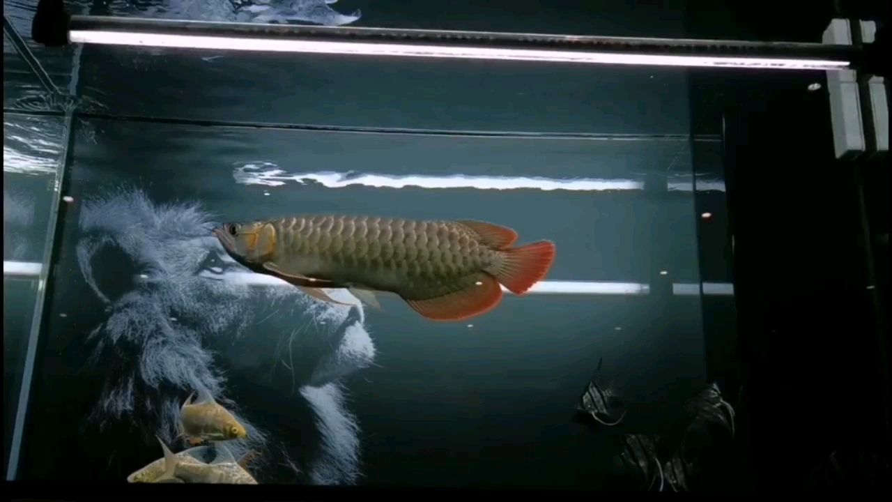 伊春水族館上側(cè)燈啦 杰西卡恐龍魚(yú) 第1張