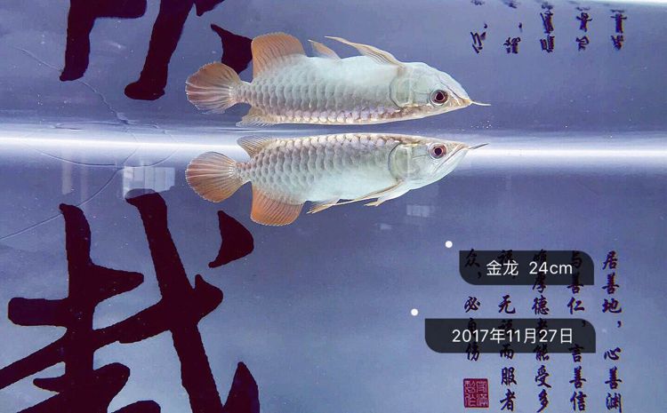 存檔 龍鳳鯉魚 第1張