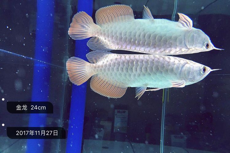 存檔 龍鳳鯉魚 第3張