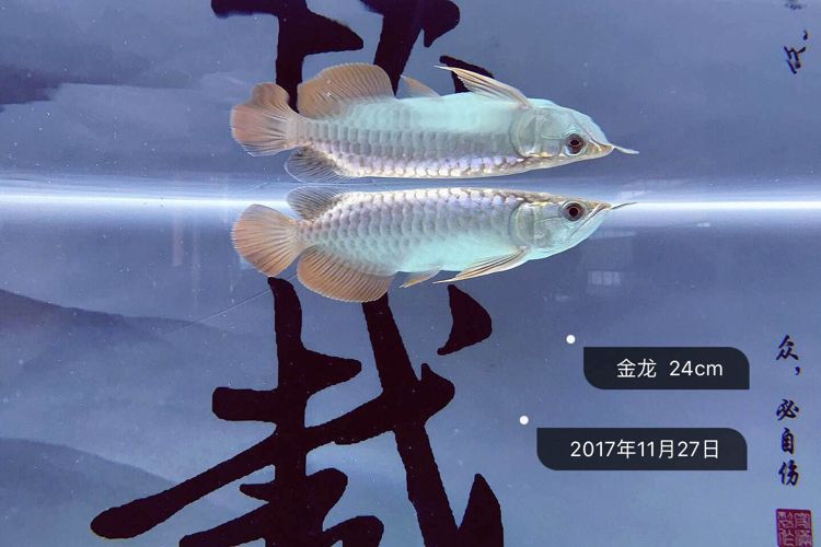 存檔 龍鳳鯉魚 第2張