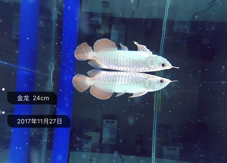 存檔 龍鳳鯉魚 第4張