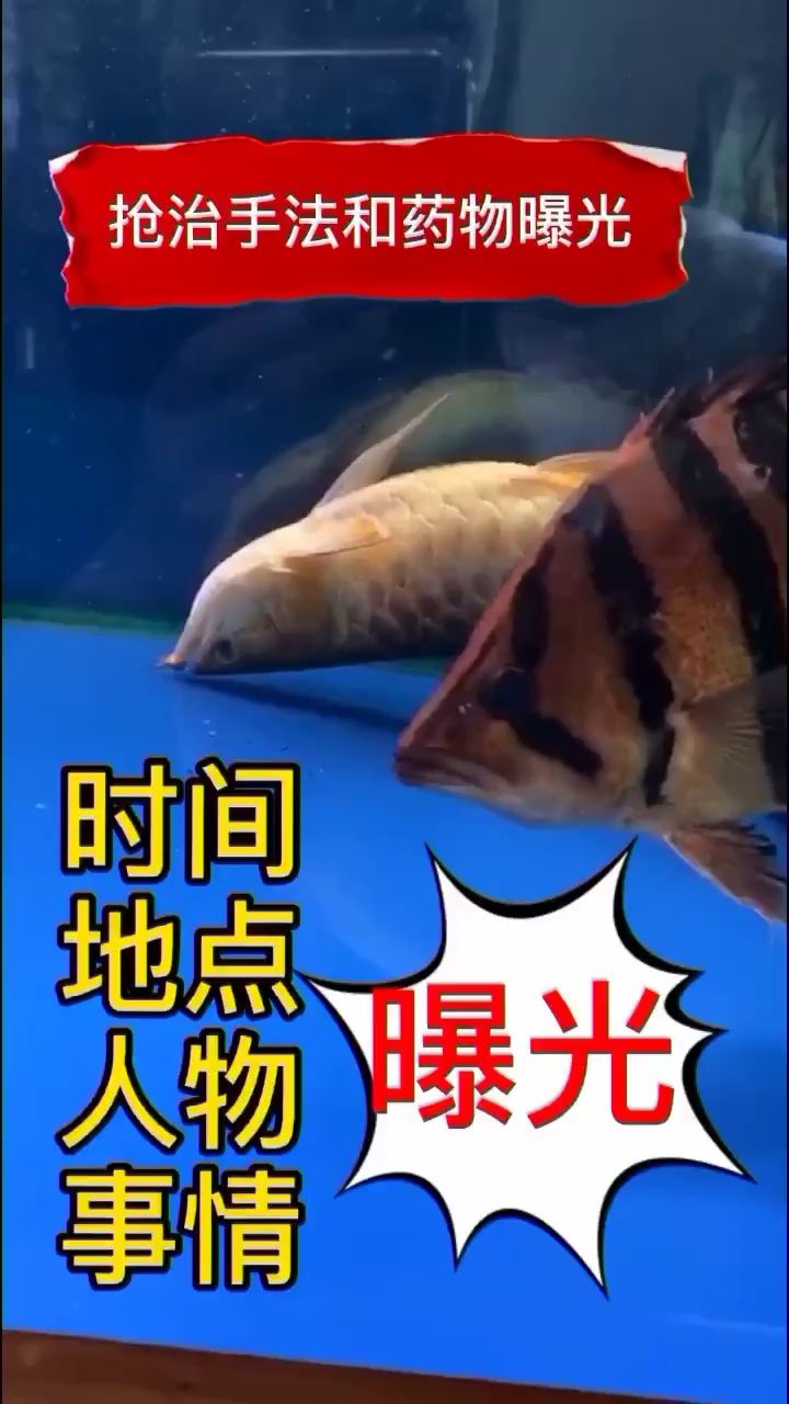 杭州觀賞魚市場治療方法曝光哈 觀賞魚市場（混養(yǎng)魚） 第2張