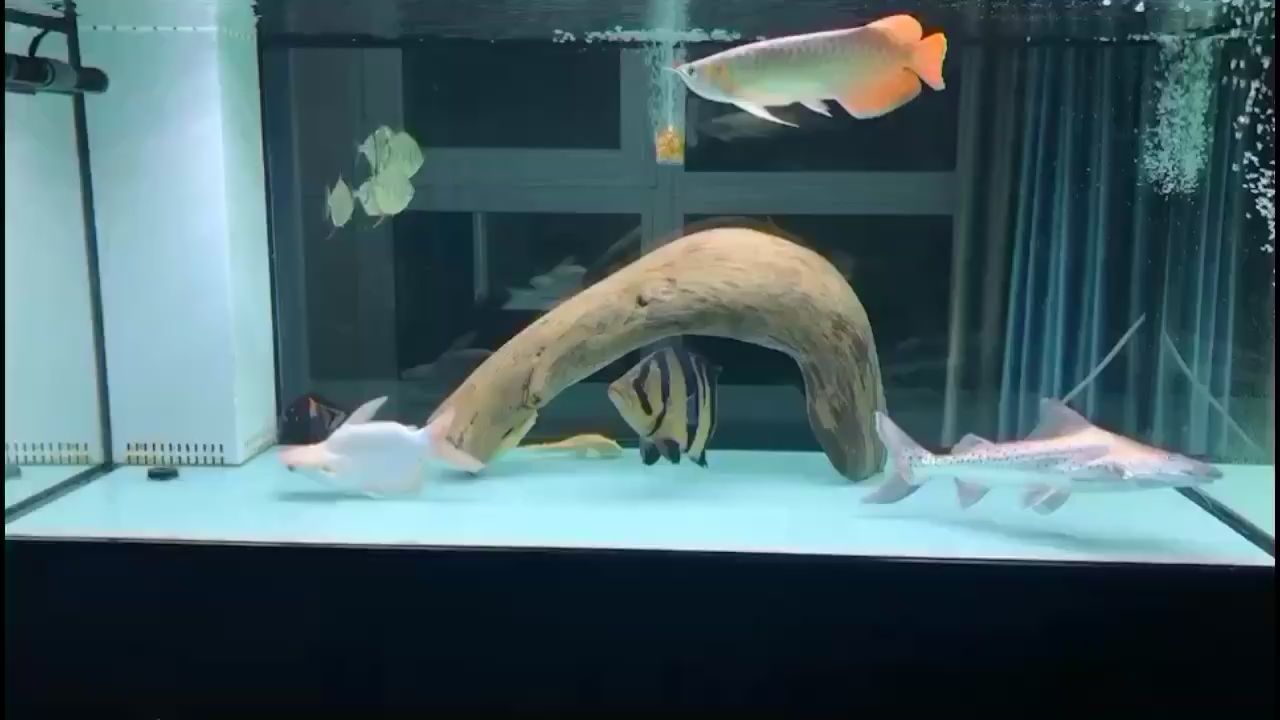 隨州水族館深夜賞魚