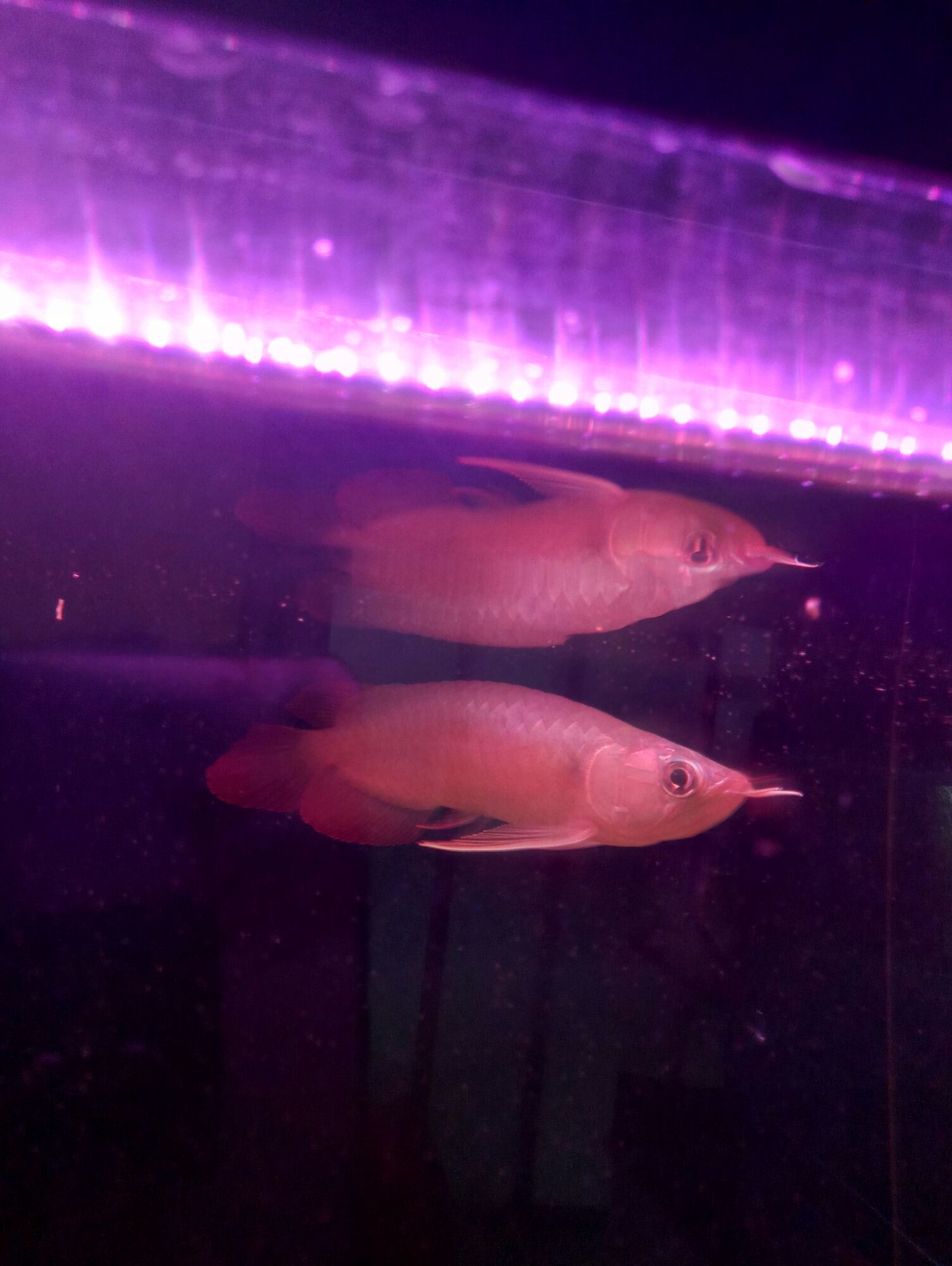 梅州水族館紅龍松鱗了怎么辦 泰國(guó)雪鯽魚(yú) 第1張