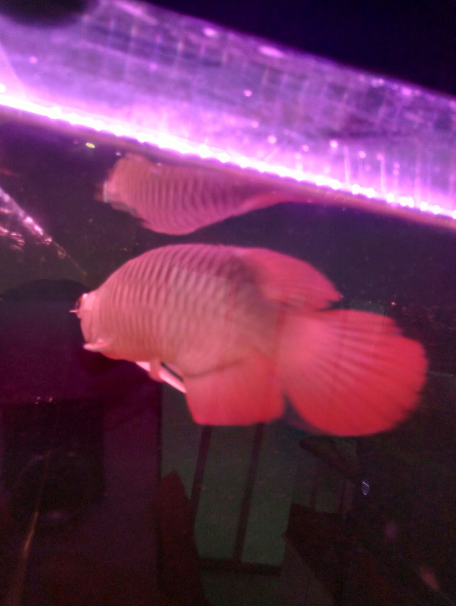 梅州水族館紅龍松鱗了怎么辦 泰國(guó)雪鯽魚(yú) 第3張