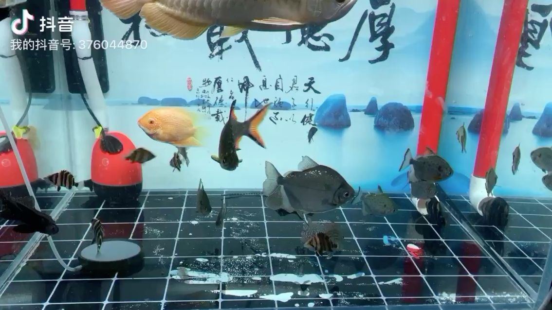 馴龍師 養(yǎng)魚的好處