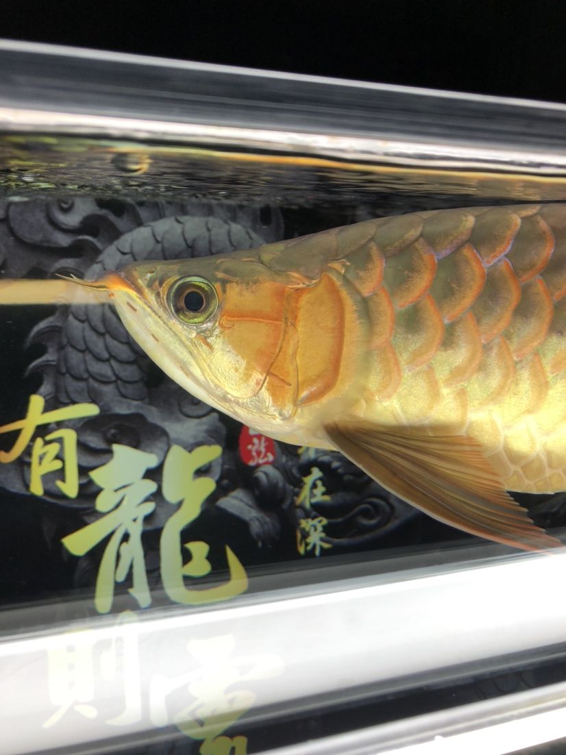 曬曬一天的龍魚(yú)餐 大湖紅龍魚(yú) 第2張