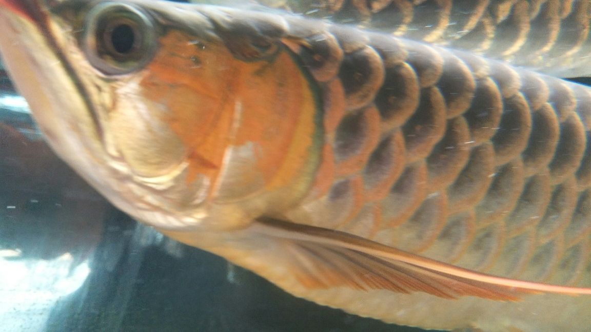 眼睛恢復(fù)咯龍魚(yú)圈 斑馬鴨嘴魚(yú)苗 第1張