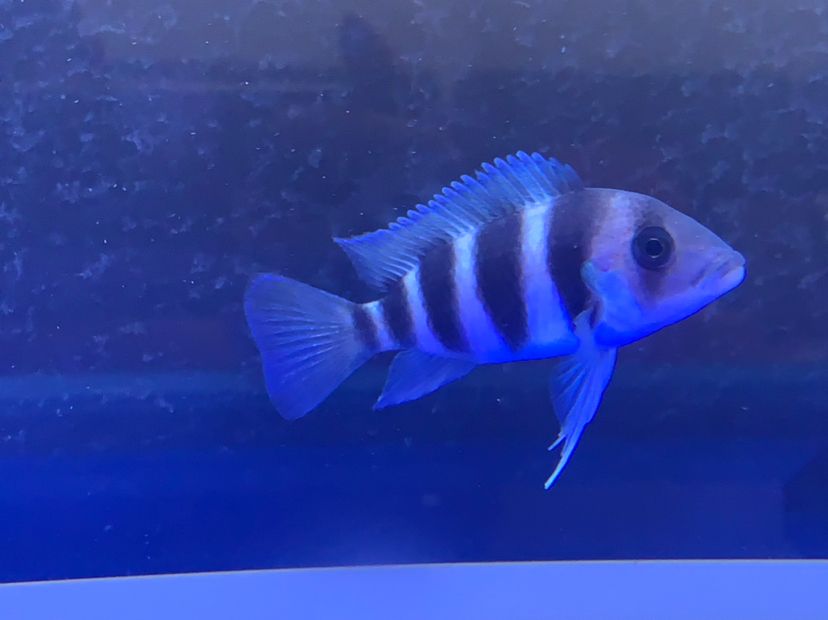 晉中水族館六間魚(yú)顏色不穩(wěn)定著急