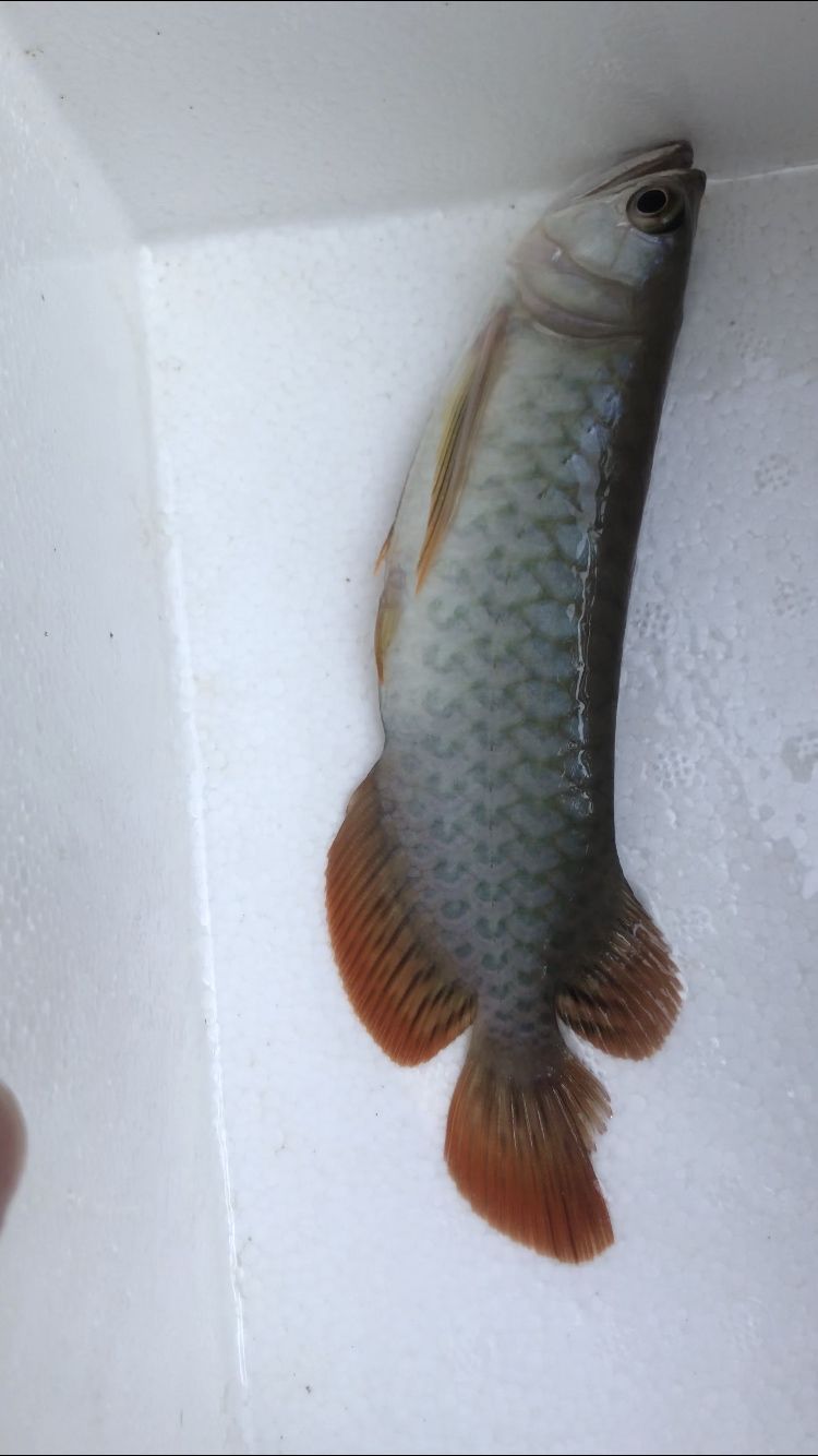 晉城水族館自殺