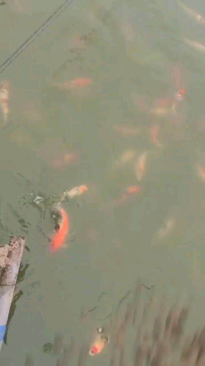 寶雞水族館魚(yú)兒好像又胖了美滋滋 虎魚(yú)魚(yú)苗