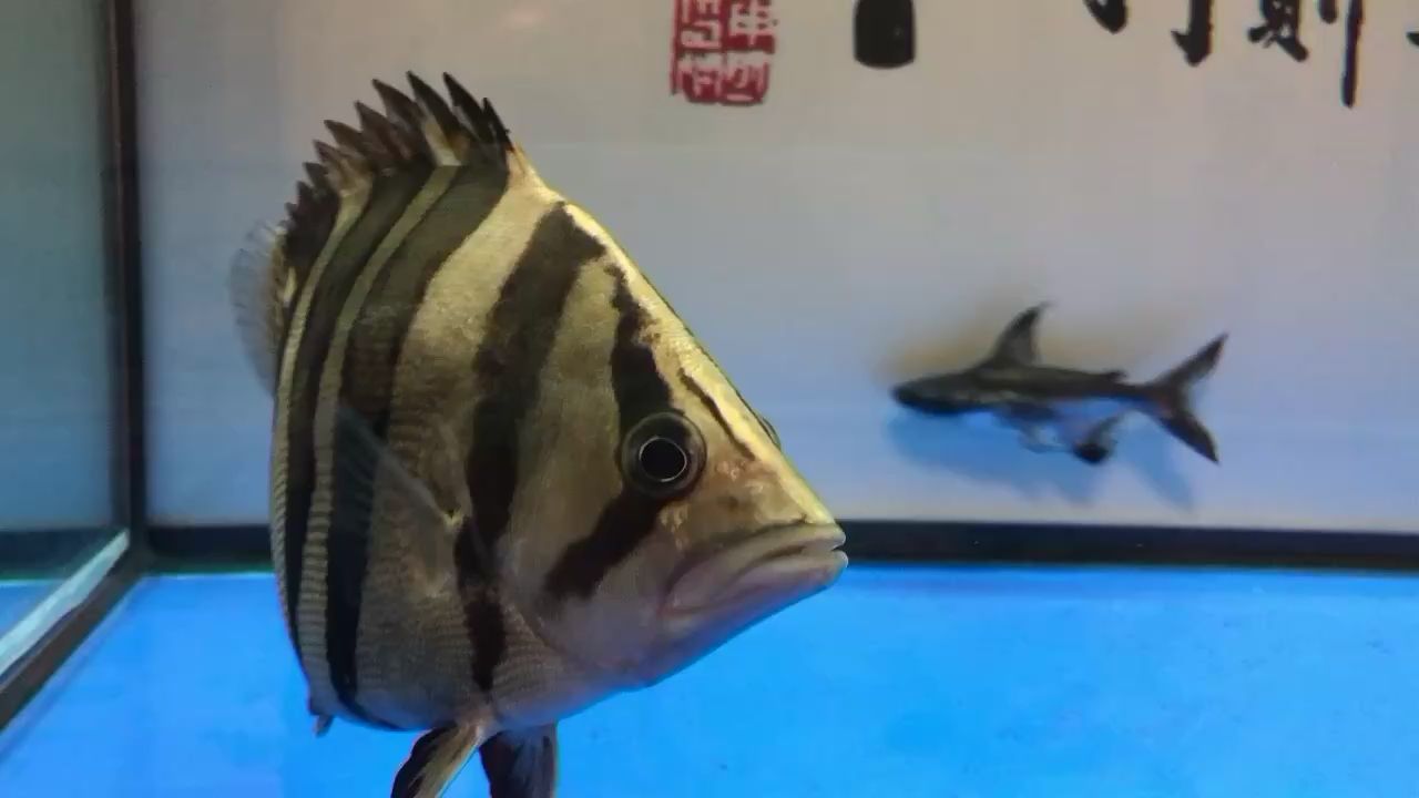 迪慶藏族自治州水族館來瞅瞅值幾個(gè)錢