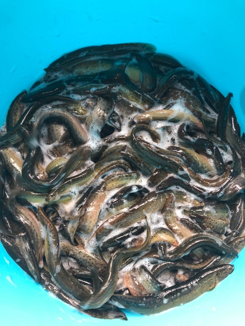 一個(gè)月的魚(yú)食