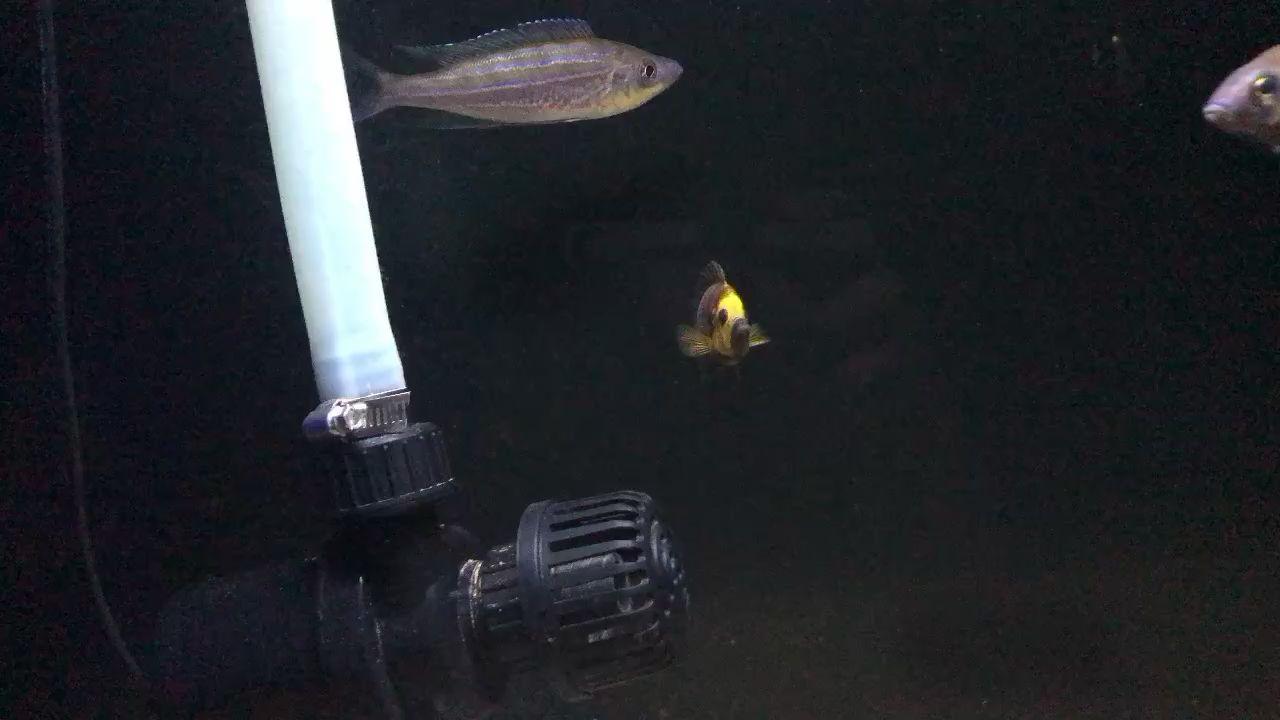 遼陽水族館航空母艦起飛了