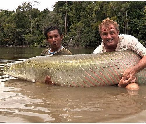 從零開始認(rèn)識龍魚系列之十三:巨龍海象 金頭過背金龍魚 第4張