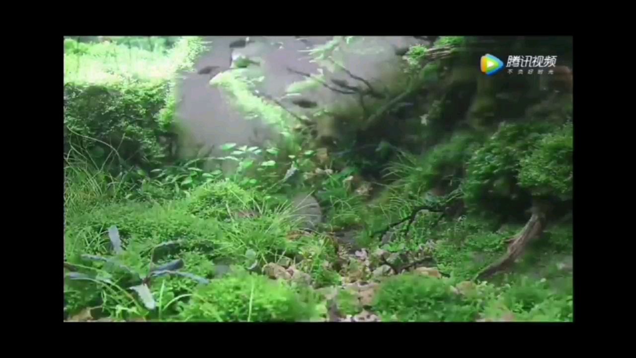 比賽缸近景欣賞 慈雕魚 第1張