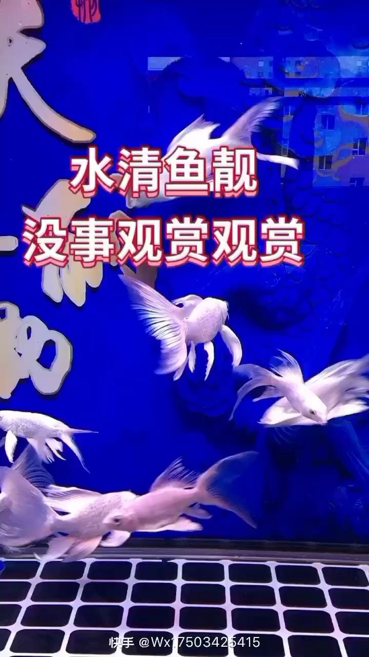 好久沒發(fā)了大家一起觀賞 羽毛刀魚苗 第1張