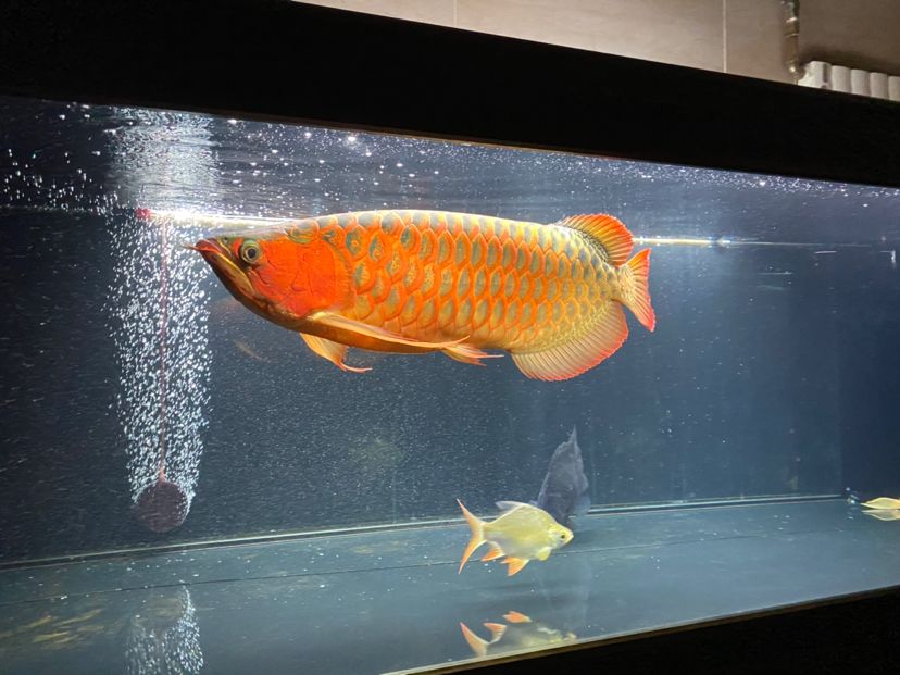 邢臺(tái)水族館刷屏