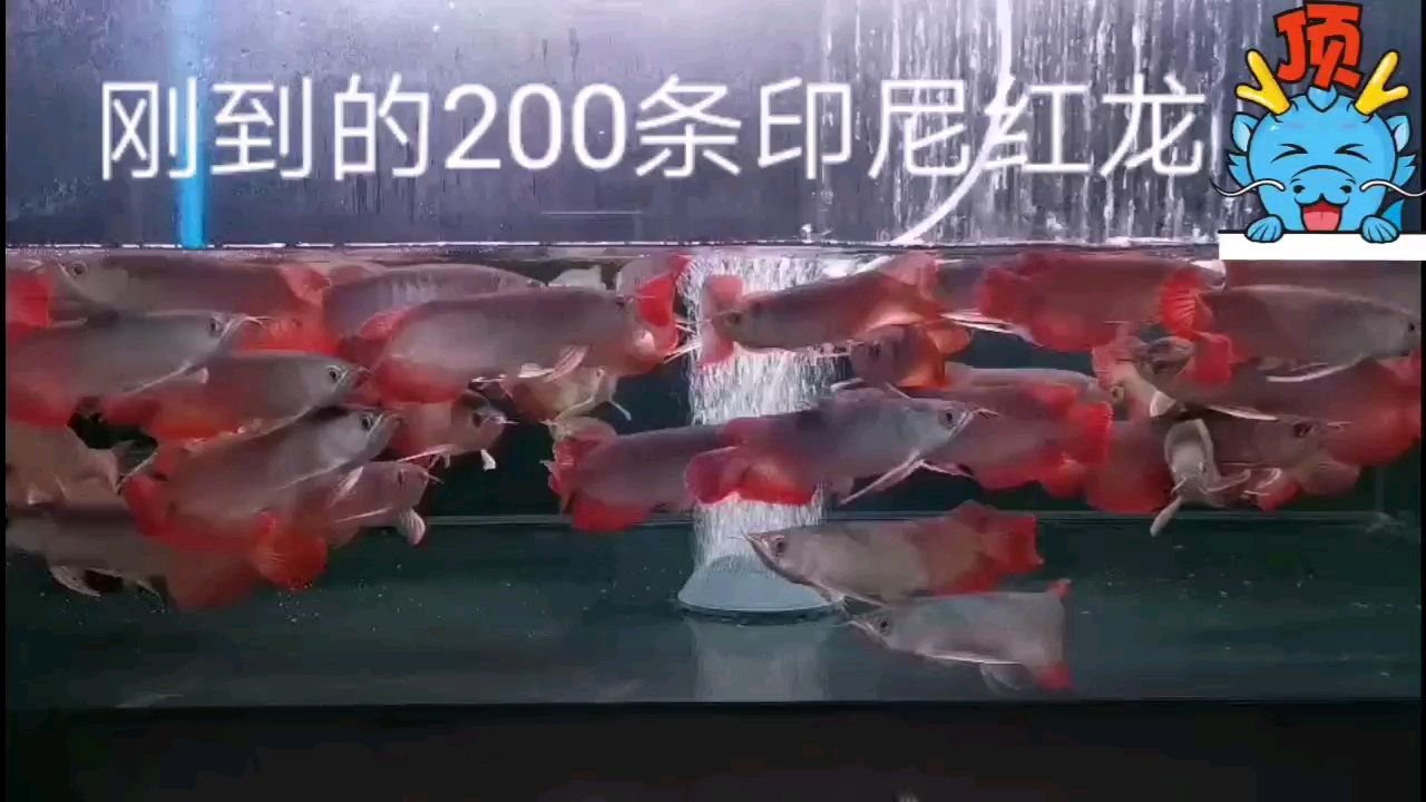 廣州水族館200條瑪卡紅龍滿滿的人民幣在游動(dòng)