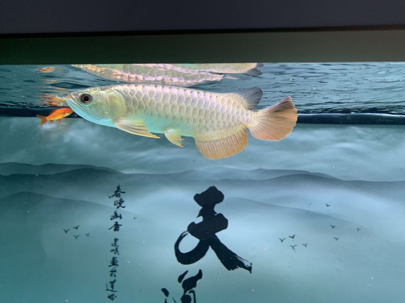 博爾塔拉蒙古自治州觀賞魚市場大神們這條魚如何