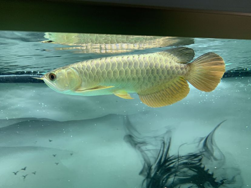 博爾塔拉蒙古自治州觀賞魚市場大神們這條魚如何 觀賞魚市場（混養(yǎng)魚） 第4張