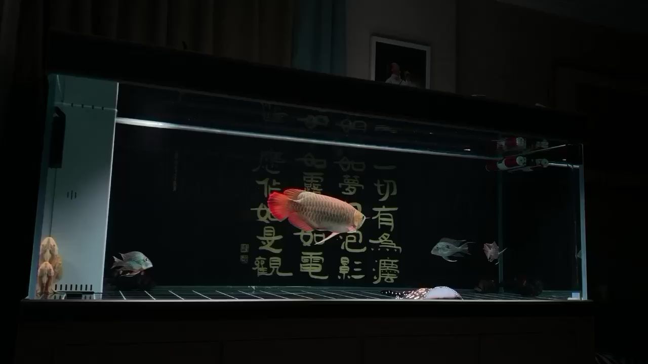 伊春觀賞魚市場人生若只如初見